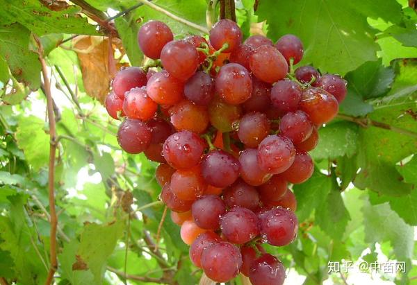 弗雷葡萄7月上旬成熟果实鲜红粒匀色艳果皮中厚风味甜品质优良