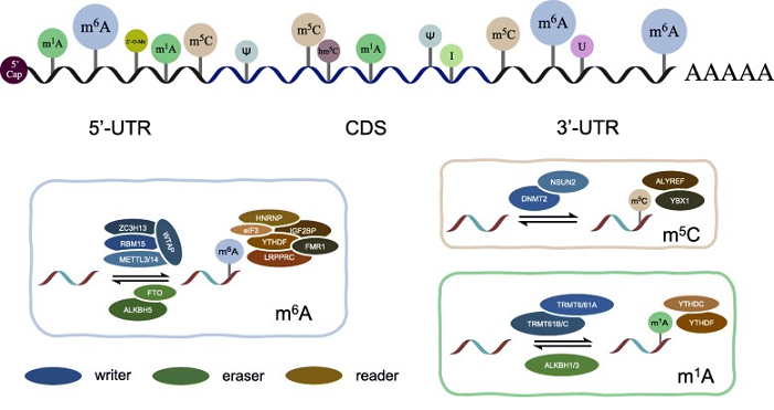 真核生物mrna的加工修饰与转录调控(二)