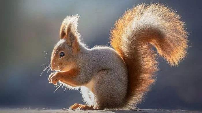 谁的尾巴好像一把伞? whose tail is long? whose tail is short?