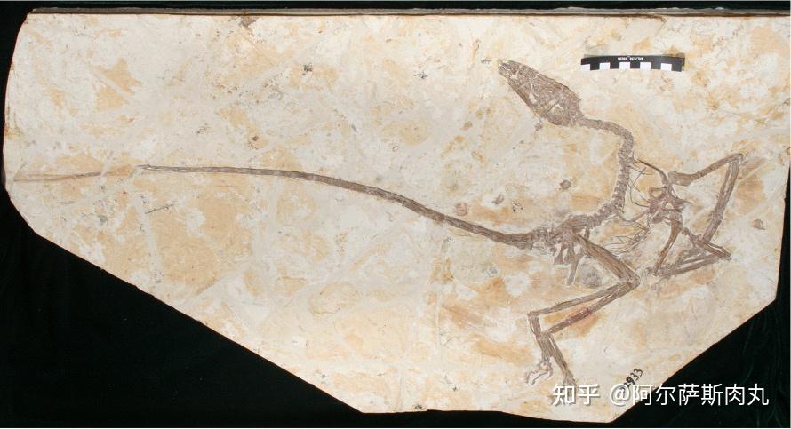 bohaiensis〕模式种渤海舞龙的化石印模标本,它们纤细地骨骼结构显示