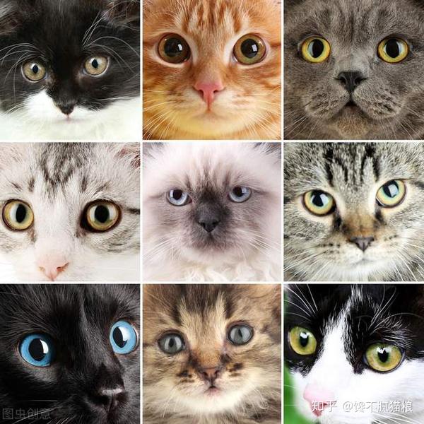 从猫咪脸型看出猫咪"性格",你家喵中了吗?