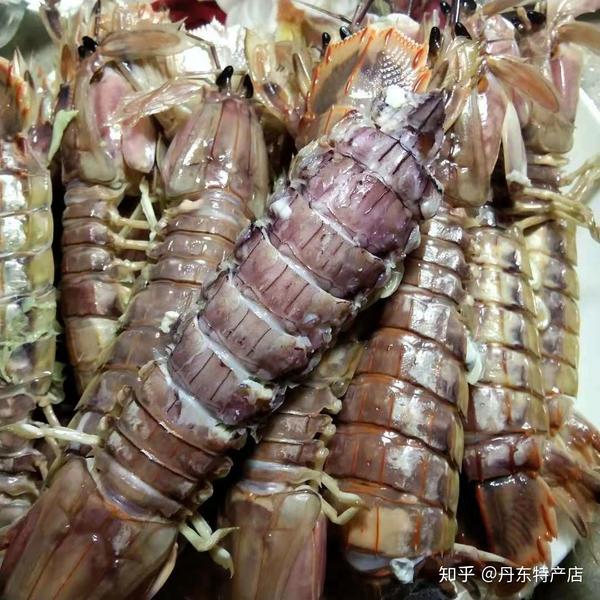 黄海虾爬子也叫皮皮虾