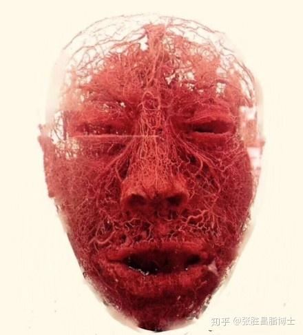 面部血管分布图(网络照片)