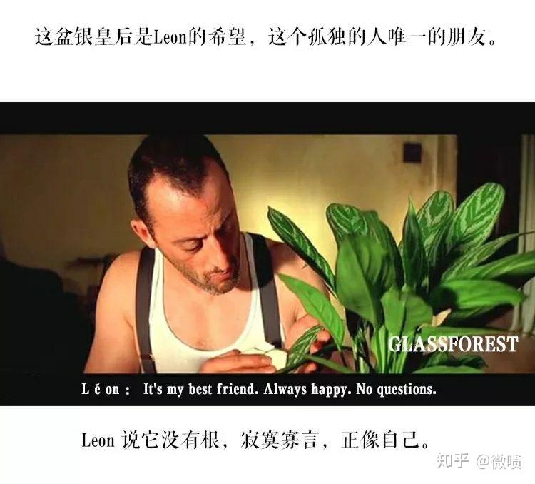 植这个杀手不太冷leon养的绿植是什么花哪位大侠就知道