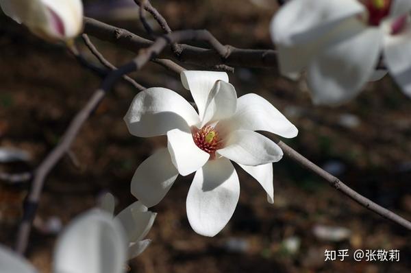 生态客【分科识花图鉴】3 木兰科