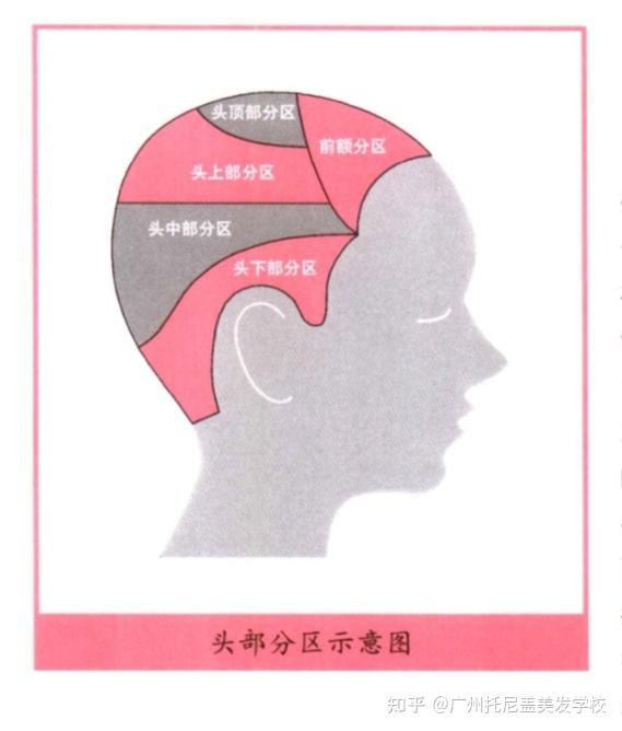 发型师必懂知识:头部各分区的基本作用是什么?(上)