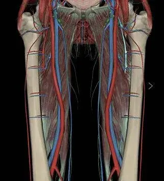 ⑥ 优美腿型,改善假胯宽 并且,大腿内侧周围分布着密集的动脉,静脉