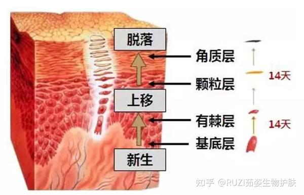 层层向上推移,并改变其形状及性质直至角质层死亡脱落,这个过程叫皮肤