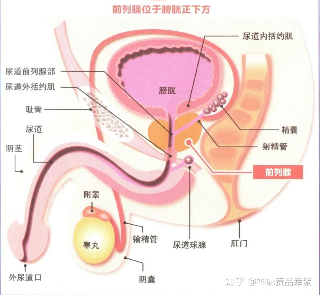 为什么慢性前列腺炎这么难治却也有很多人说治好了