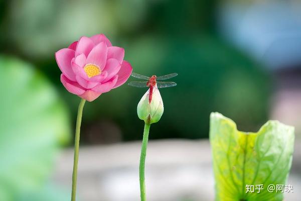 静坐佛前,又见莲花开