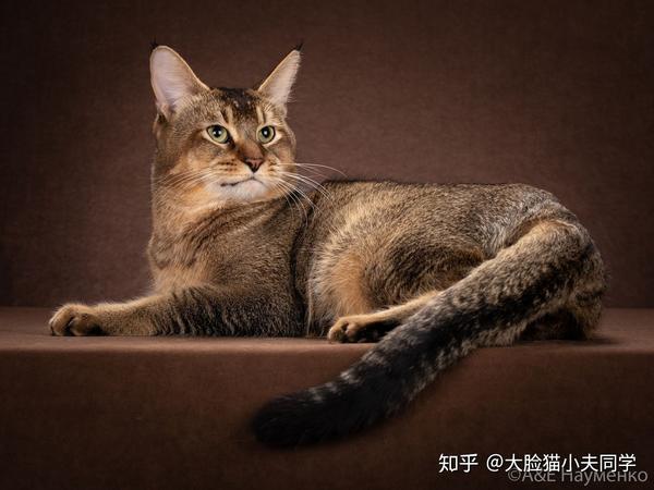 俄罗斯svezash猫舍的黑色标记纹(n 25)非洲狮子猫(chausie): ganibal