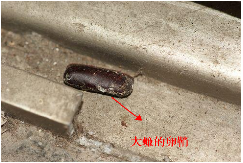 请问这是蟑螂卵吗要崩溃了