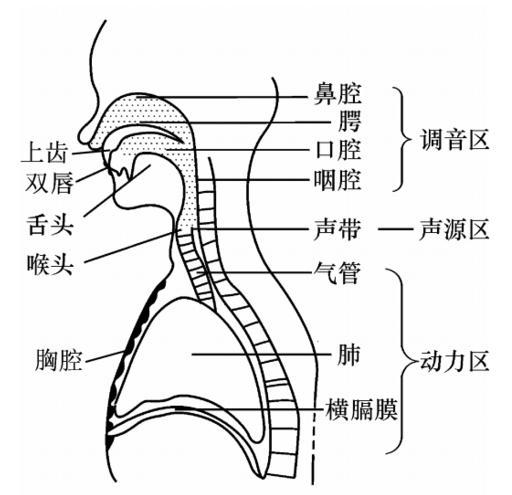 共鸣器官由口腔咽腔鼻腔和胸腔构成信息信息