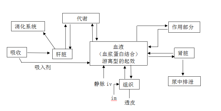 药物体内过程基础知识