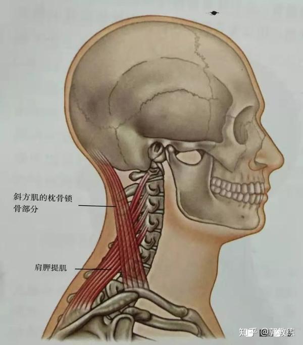 一共分为七节,其一二节俗称"寰椎"具有屈曲的功能,长期的"头前引"