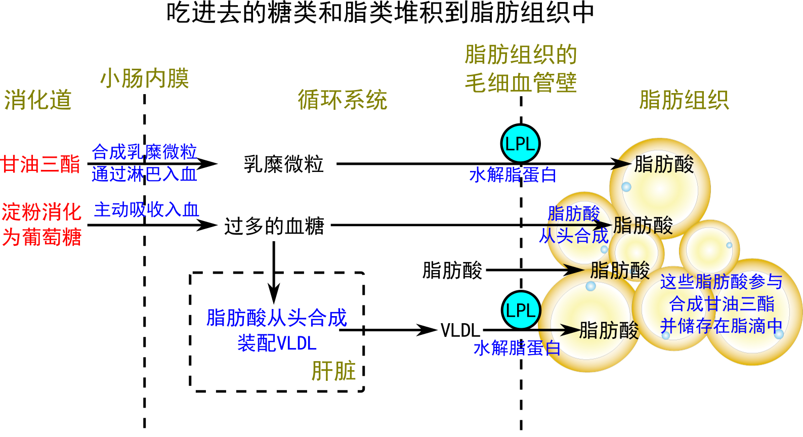 从脂肪代谢过程的角度看如何加速脂肪的燃烧