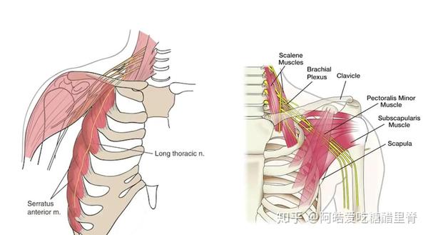 胸长神经和臂神经丛示意图