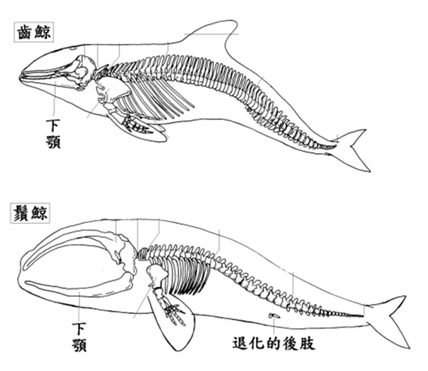 动物篇(60)·鲸下目(上)