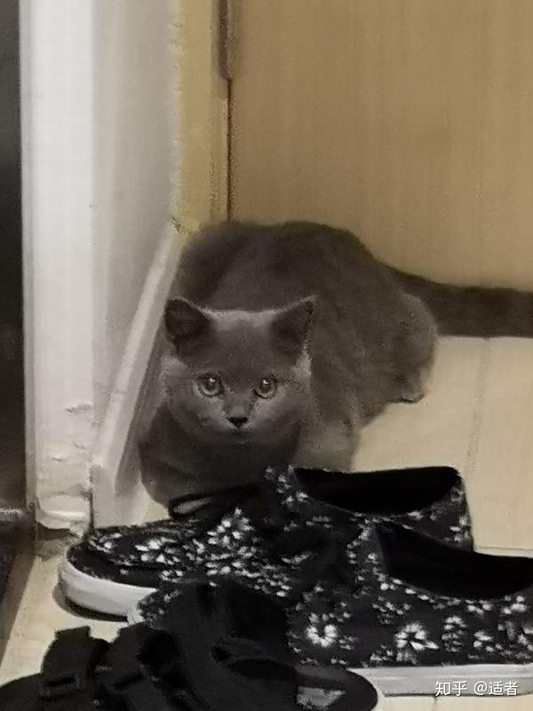养一只英短蓝猫是什么体验?