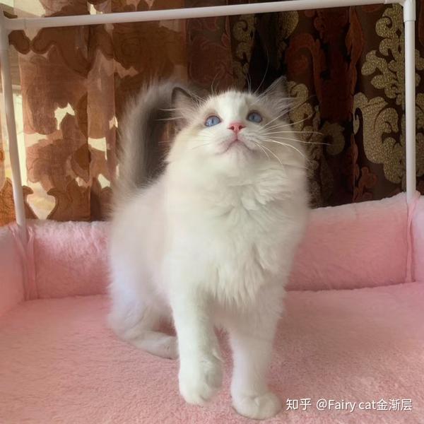 曝光深圳黑心猫舍卖先天残疾折尾猫愿买猫的你永远避开坑结尾有买猫