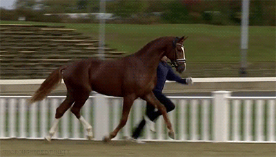 壁纸 动物 马 骑马 400_228 gif 动态图 动图