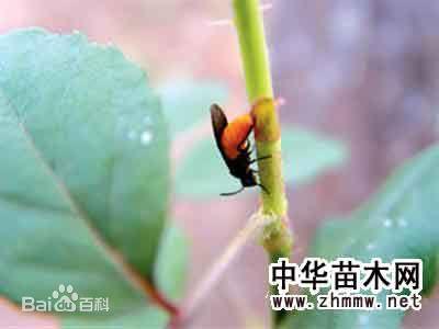 下图是茎蜂幼虫 早春好的花友在从花市买了满是花苞的枳子