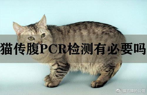 猫传腹pcr核酸检测有必要吗