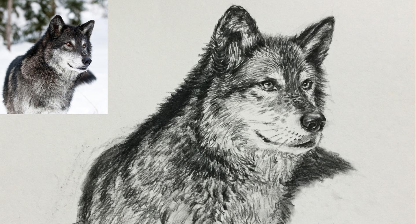[已重置 爱生活爱画画 标签:狼狗速写动物素描步骤动物速写教程狼