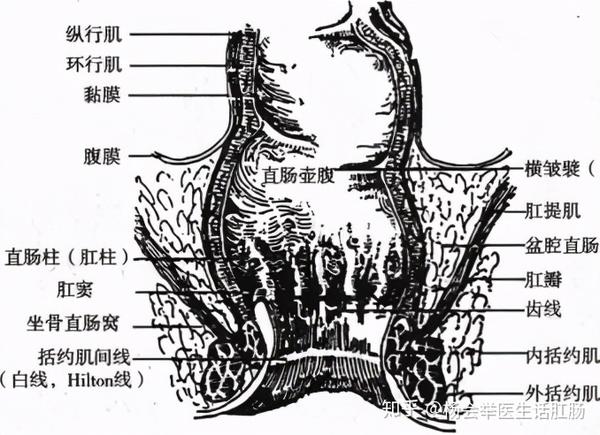 肛管的表层为复层上皮,下部为鳞状上皮,表面光滑,无汗腺,皮脂腺和毛囊