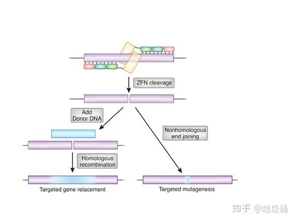 之后可以加入外源基因,依赖同源重组的方式导入