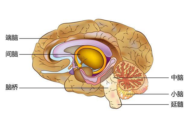 脑干b.中脑c.脊髓2,下丘脑属于下列哪个区域?a.间脑b.端脑c.