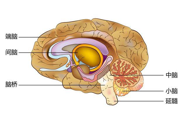脑分为哪几个部分? - 大脑为什么可以思考 - 知乎