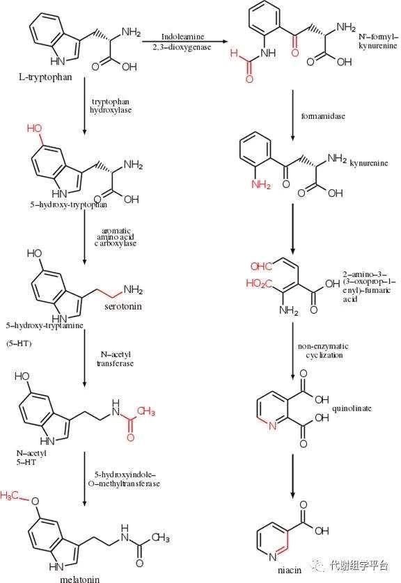 naturereviewsif57618色氨酸代谢组学对疾病治疗靶点研究的重要性