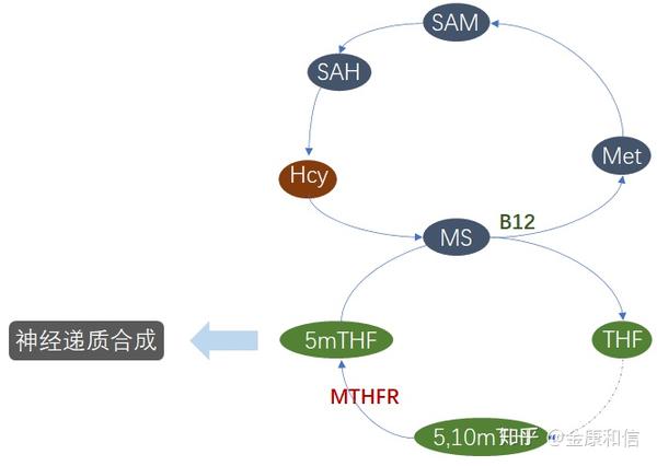 同时叶酸能促进蛋氨酸合酶的活性,使hcy循环恢复正常,产生足够的sam