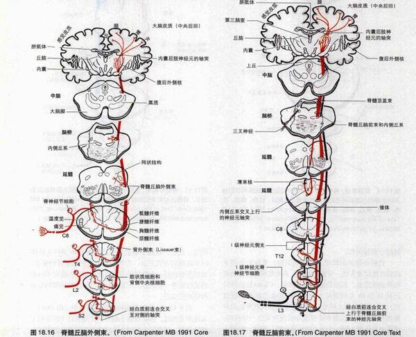 由于手指根部皮肤手感受到的触压觉的变化,有脊髓丘脑束上传至大脑