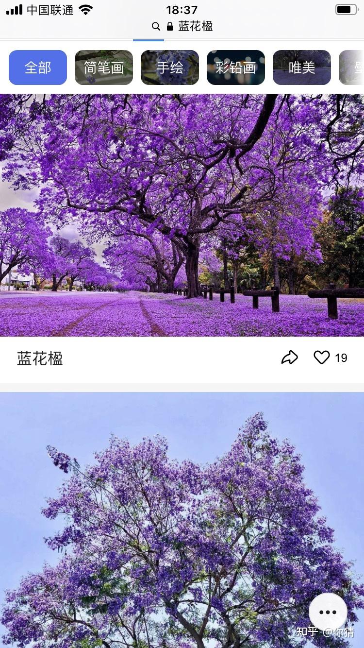 广东东南部有什么一种树在春天类似开花效果像樱花树但花全部是紫色的