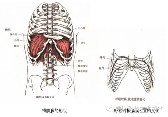 膈肌又叫做横膈膜,位于胸腹腔之间,形态似穹窿,肌肉扁而薄.