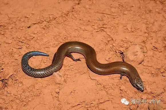 牵线木偶 - 知乎