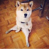 Zhihu profile picture for @flipping