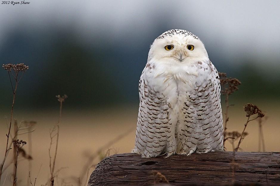 猫头鹰可以作为宠物养吗?