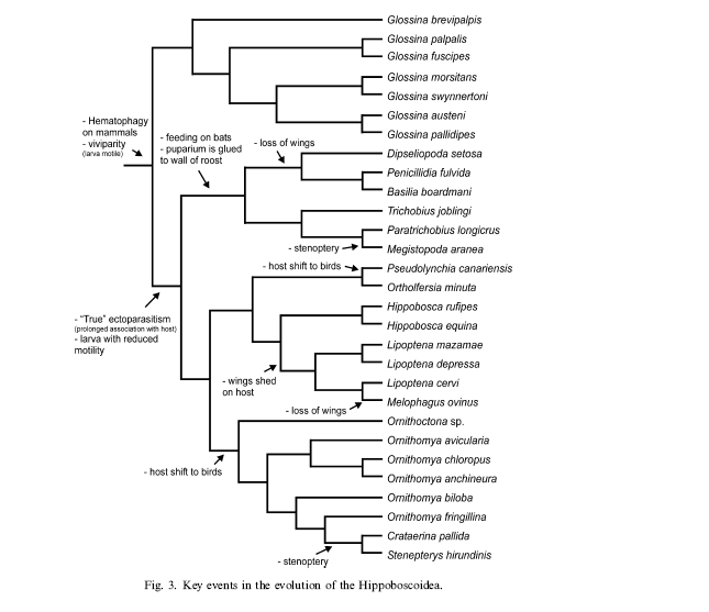 (2015) adenotrophic viviparity in tsetse flies: potential for