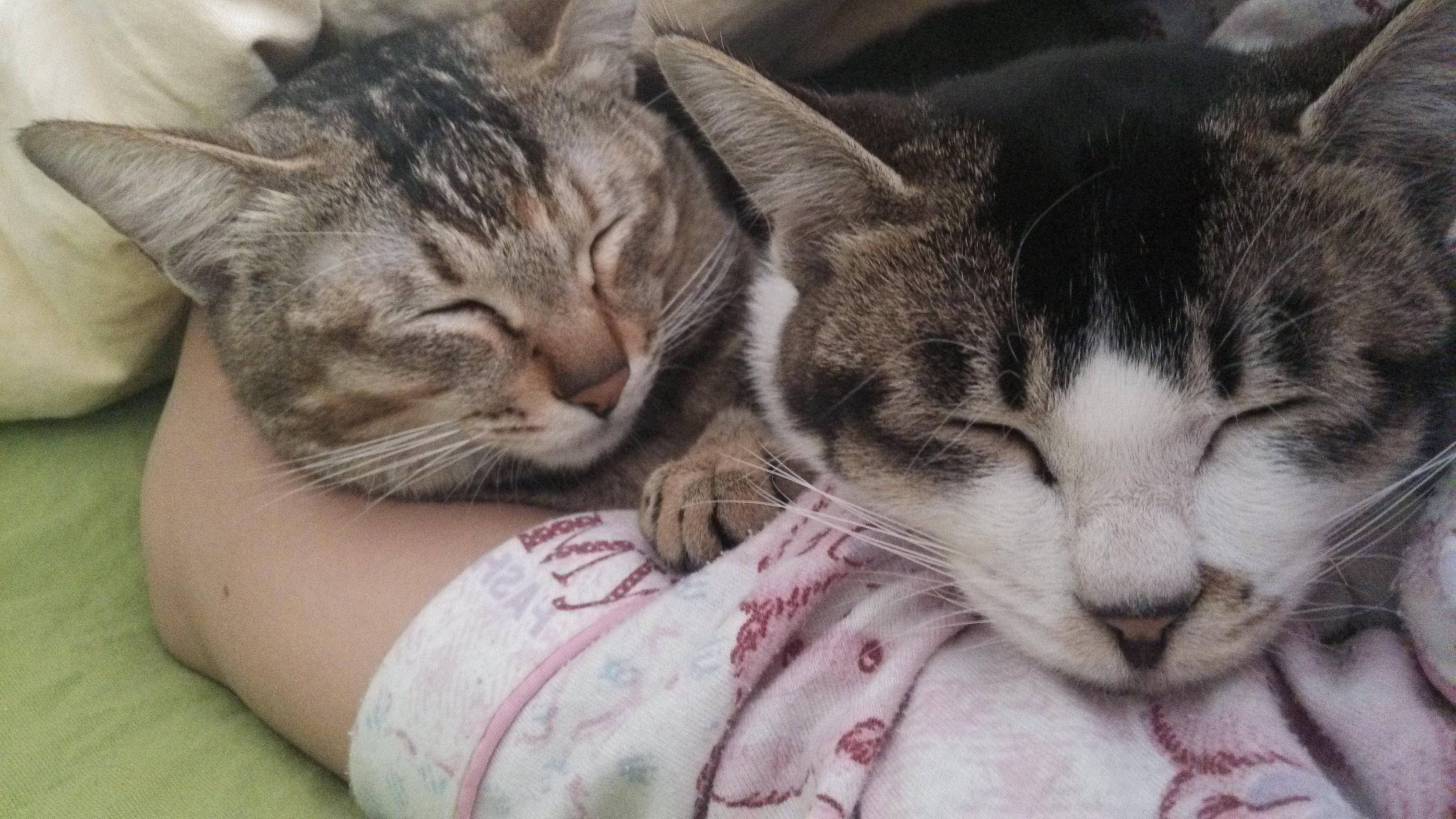 和猫一起睡觉是怎样的体验