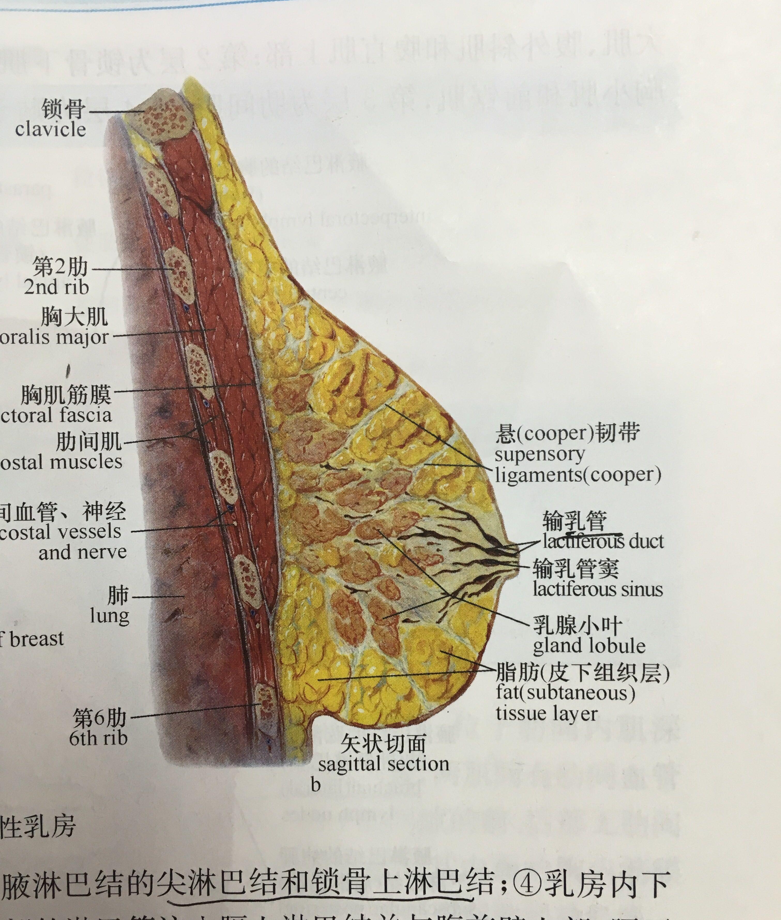 乳房解剖结构PPT图片