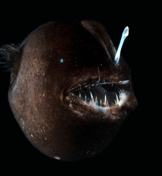 有哪些奇特的海洋生物? - 知乎