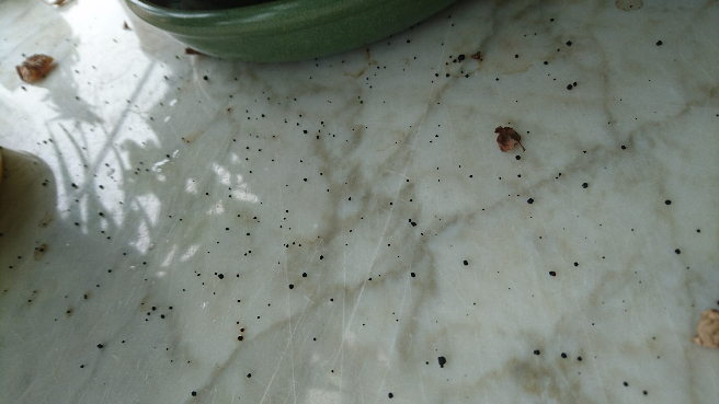 盆栽薄荷周围老是出现小黑点,类似蟑螂屎. - 知乎