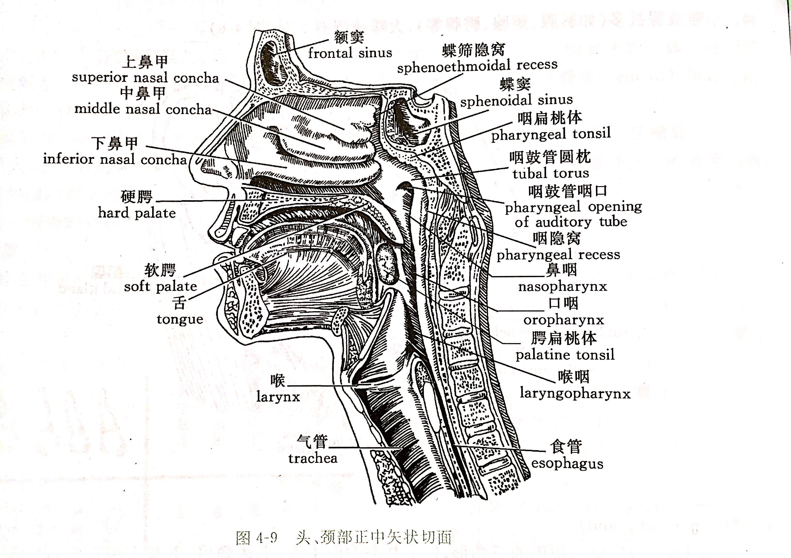 图4.1.2.1 鼻腔右外侧动脉供应-外科学-医学