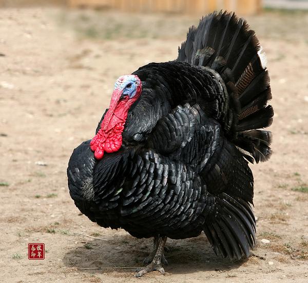 土耳其的英文名turkey 从何而来 土耳其用英语怎么说 Ixieme网