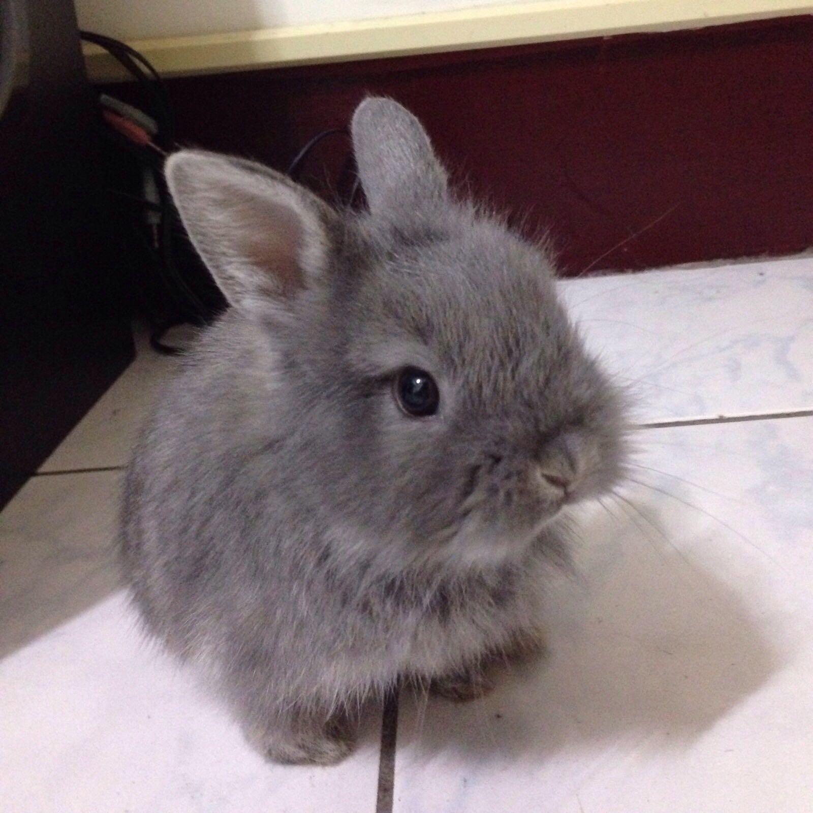 养兔子是一种怎样的体验?