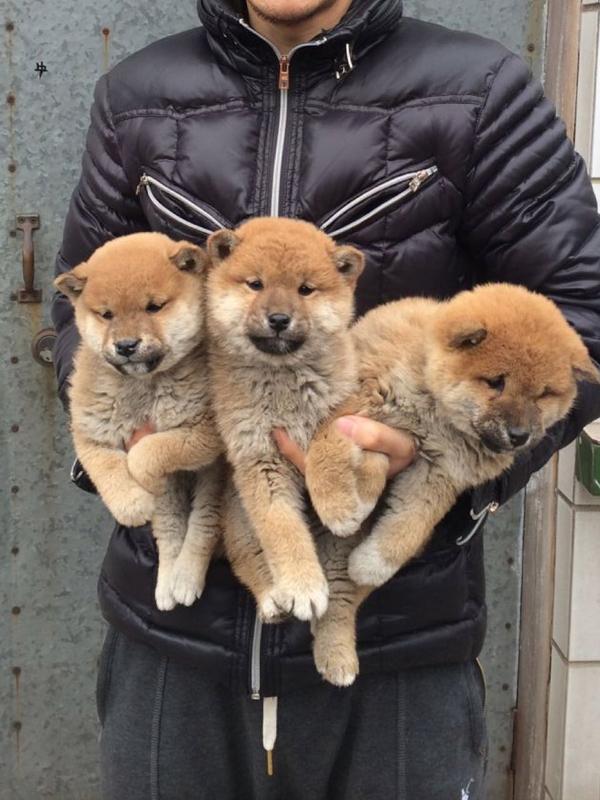 中华田园犬柴犬和秋田犬的区别是什么