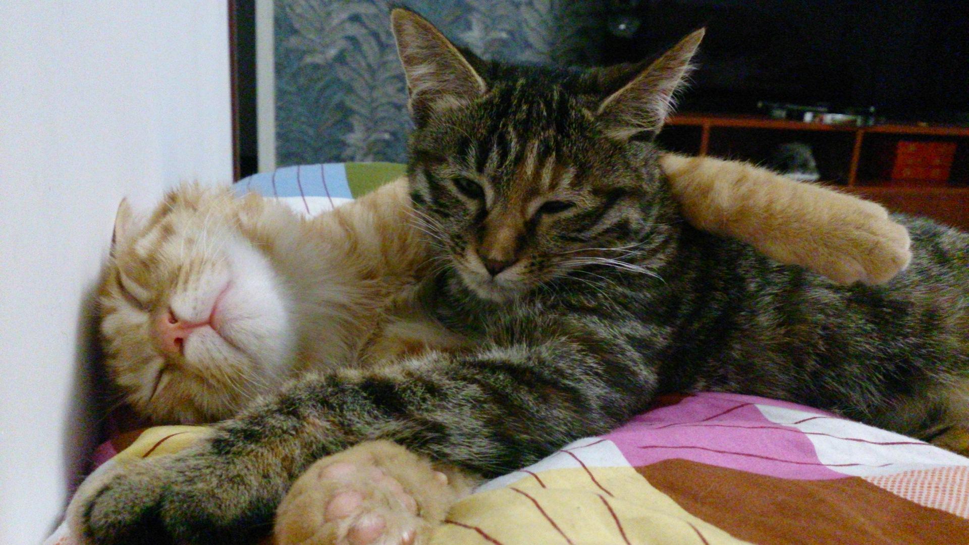 跟猫对视猫会有什么反应?